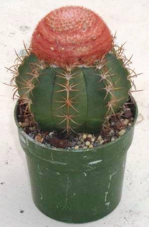 melocactus_matanzanus